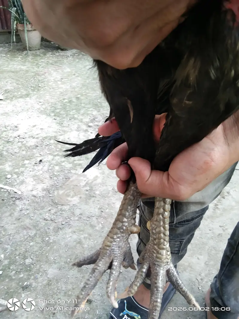 Thai dragon — photo 3
