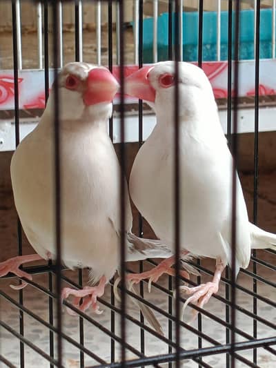 Penguin Finch & java albino pair