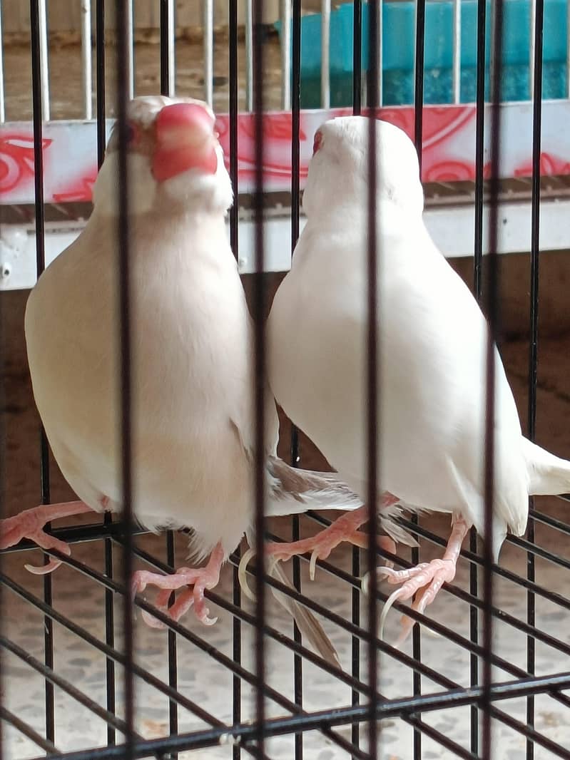 Penguin Finch & java albino pair 1
