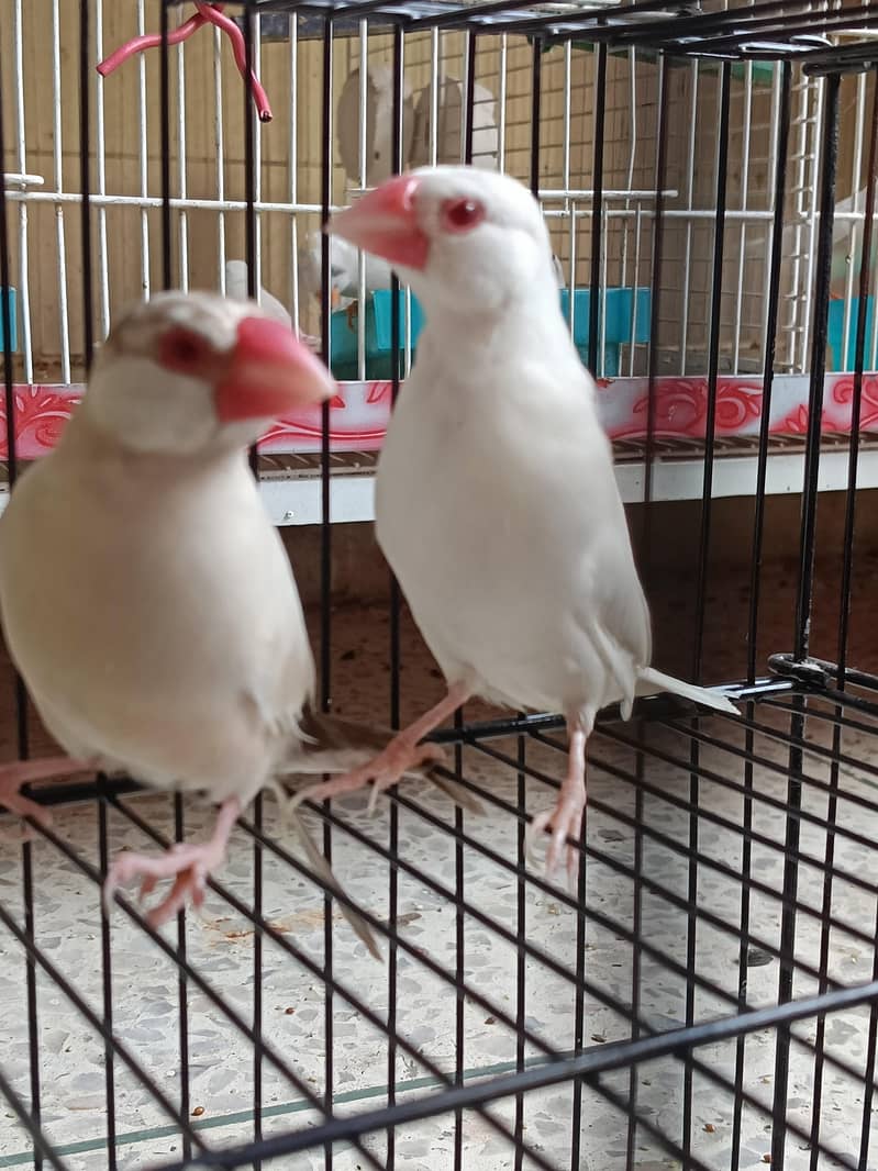 Penguin Finch & java albino pair 2