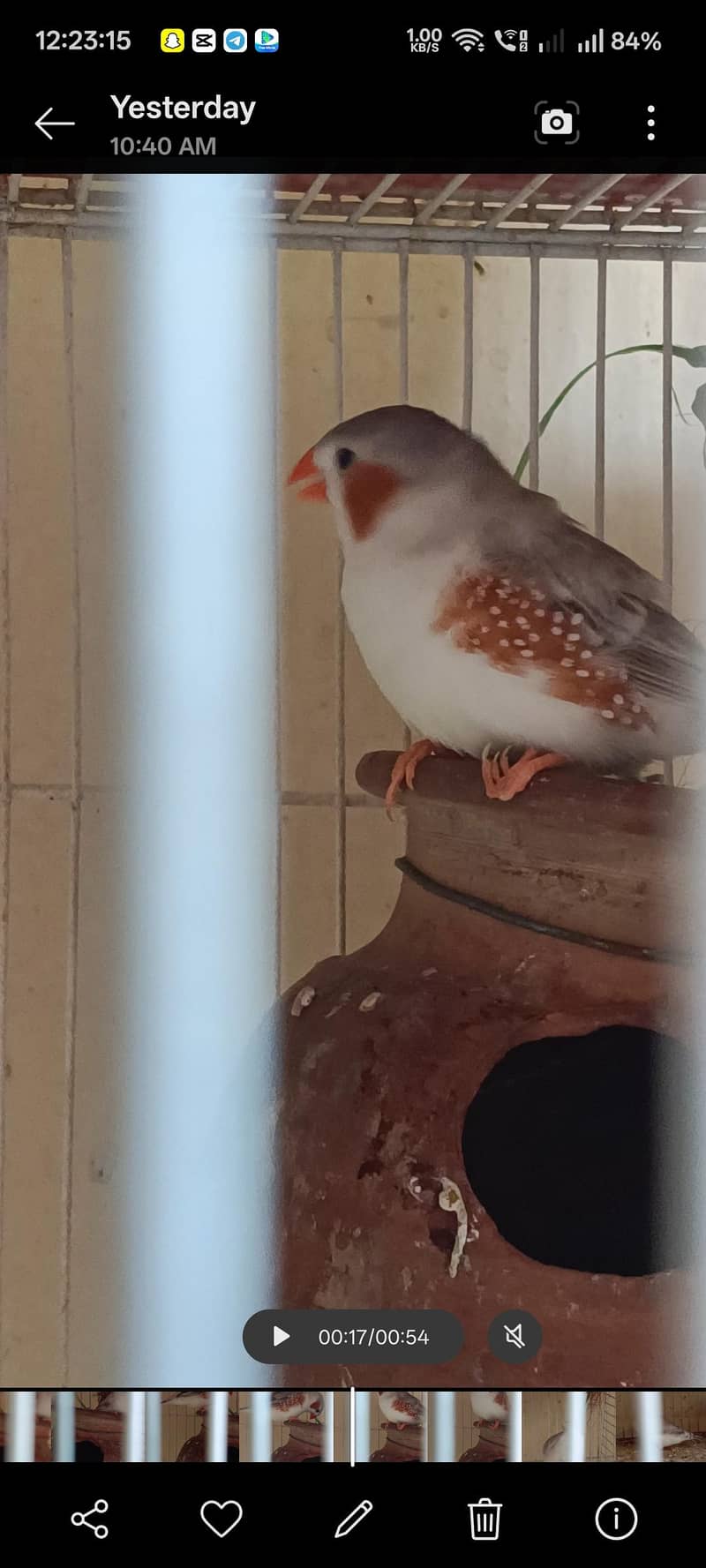 Penguin Finch & java albino pair 3