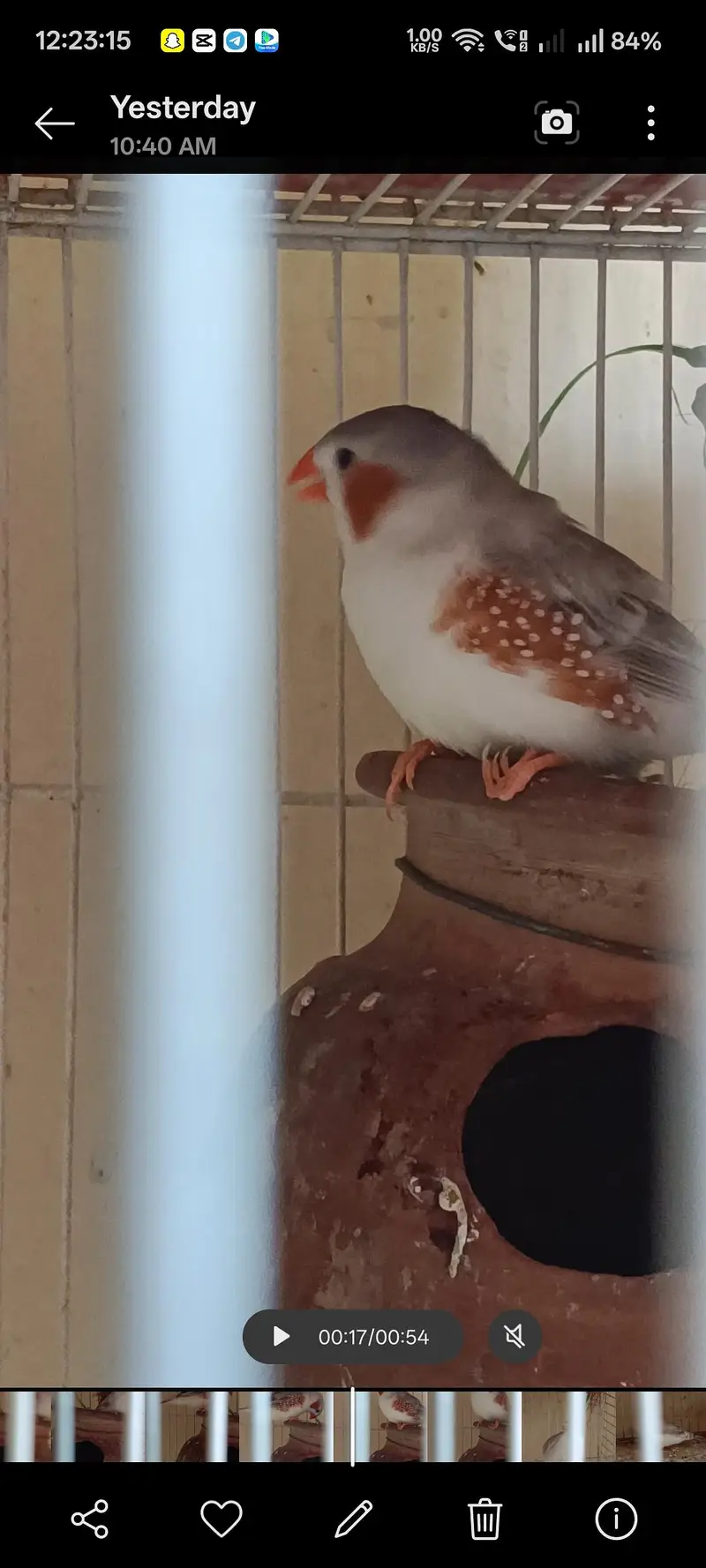 Penguin Finch & java albino pair — photo 4