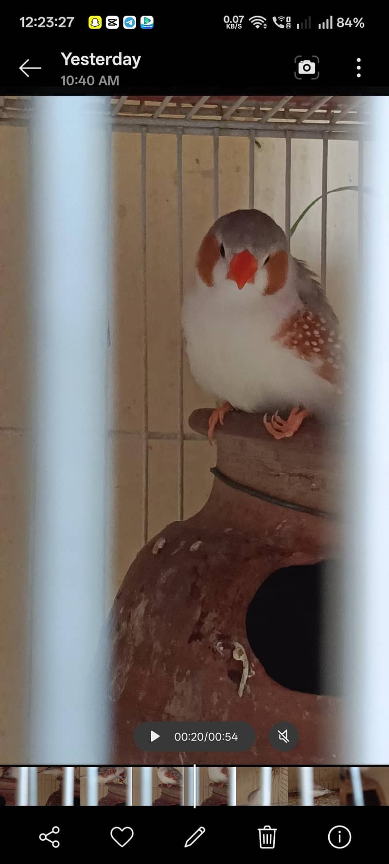 Penguin Finch & java albino pair 4