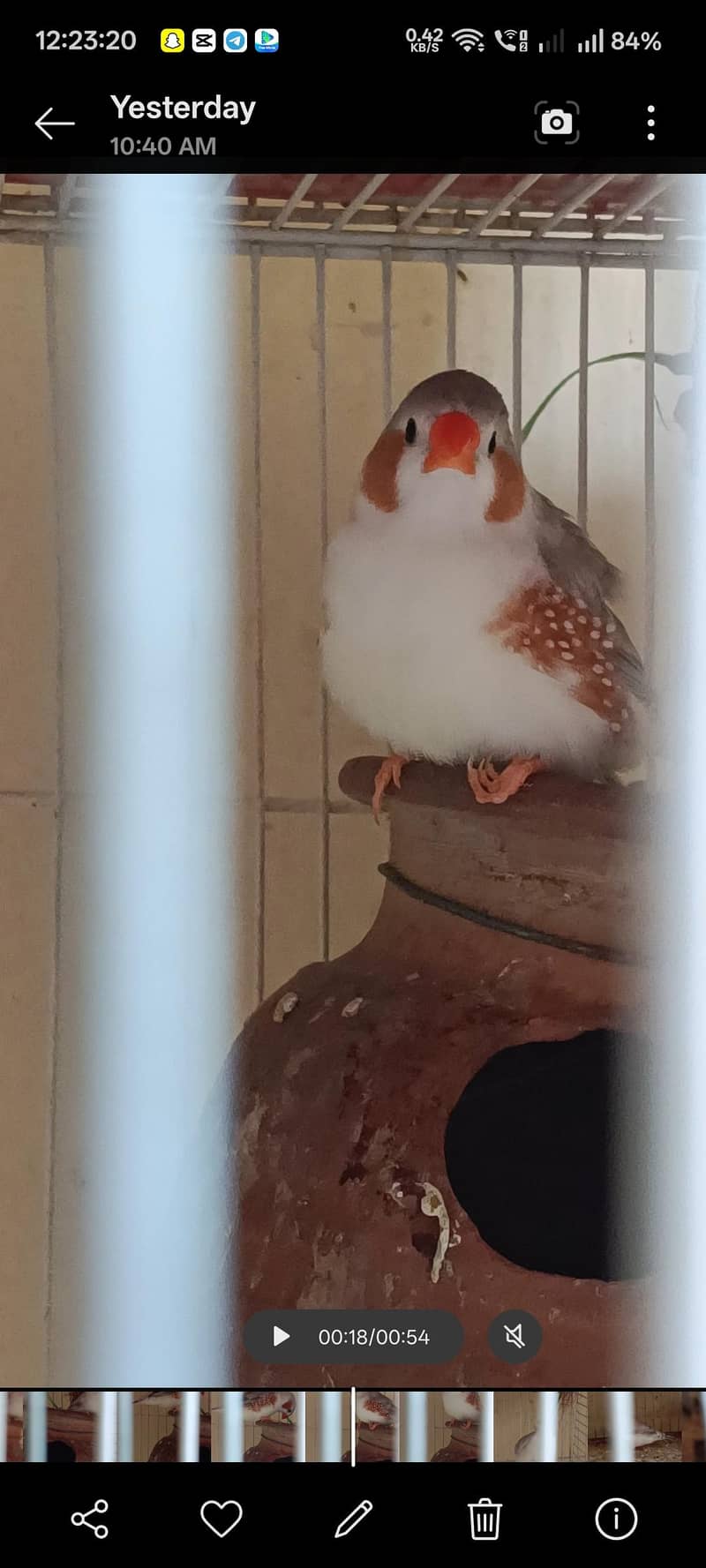 Penguin Finch & java albino pair 6