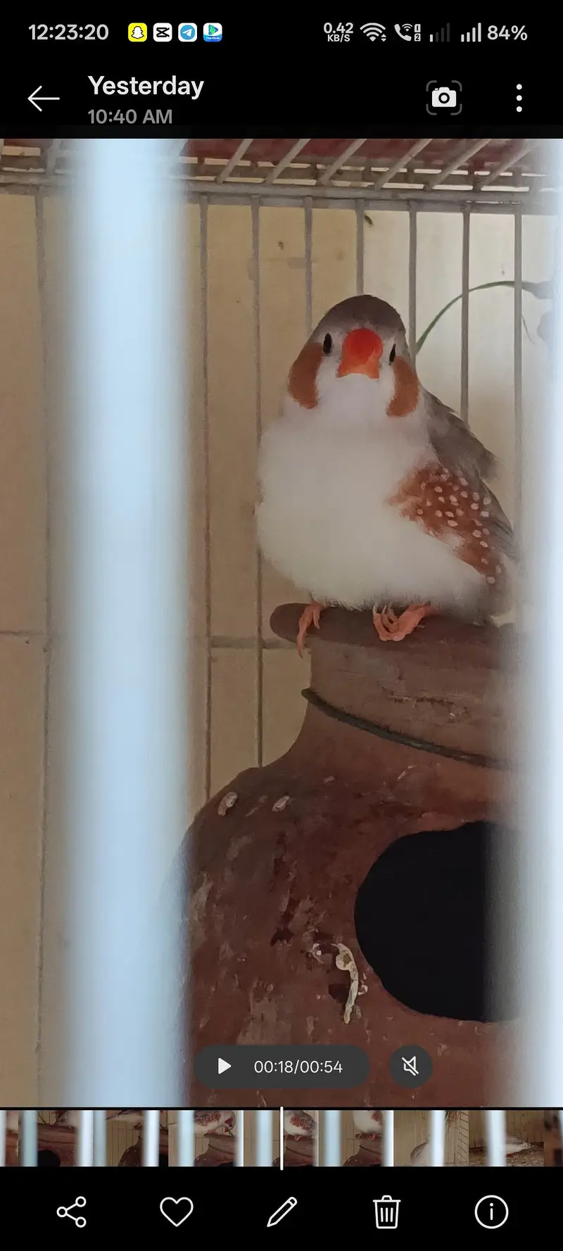 Penguin Finch & java albino pair — photo 7