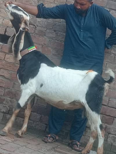 Desi Gabn bakri sale