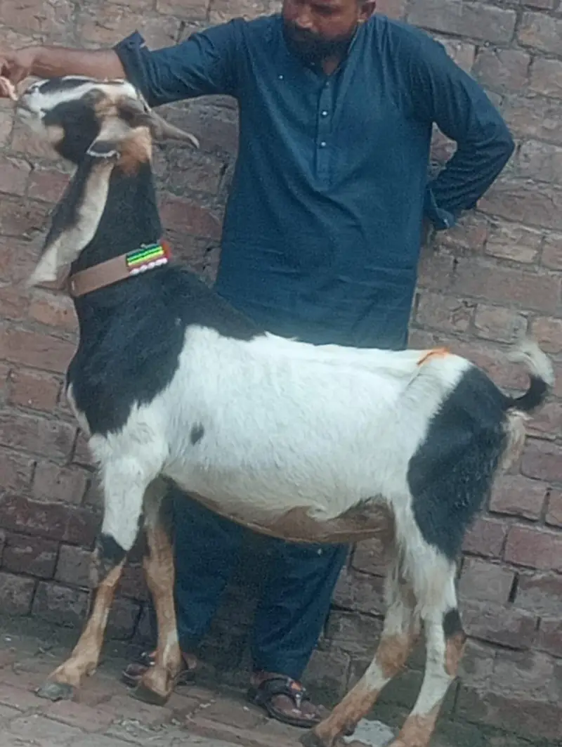 Desi Gabn bakri sale — photo 2