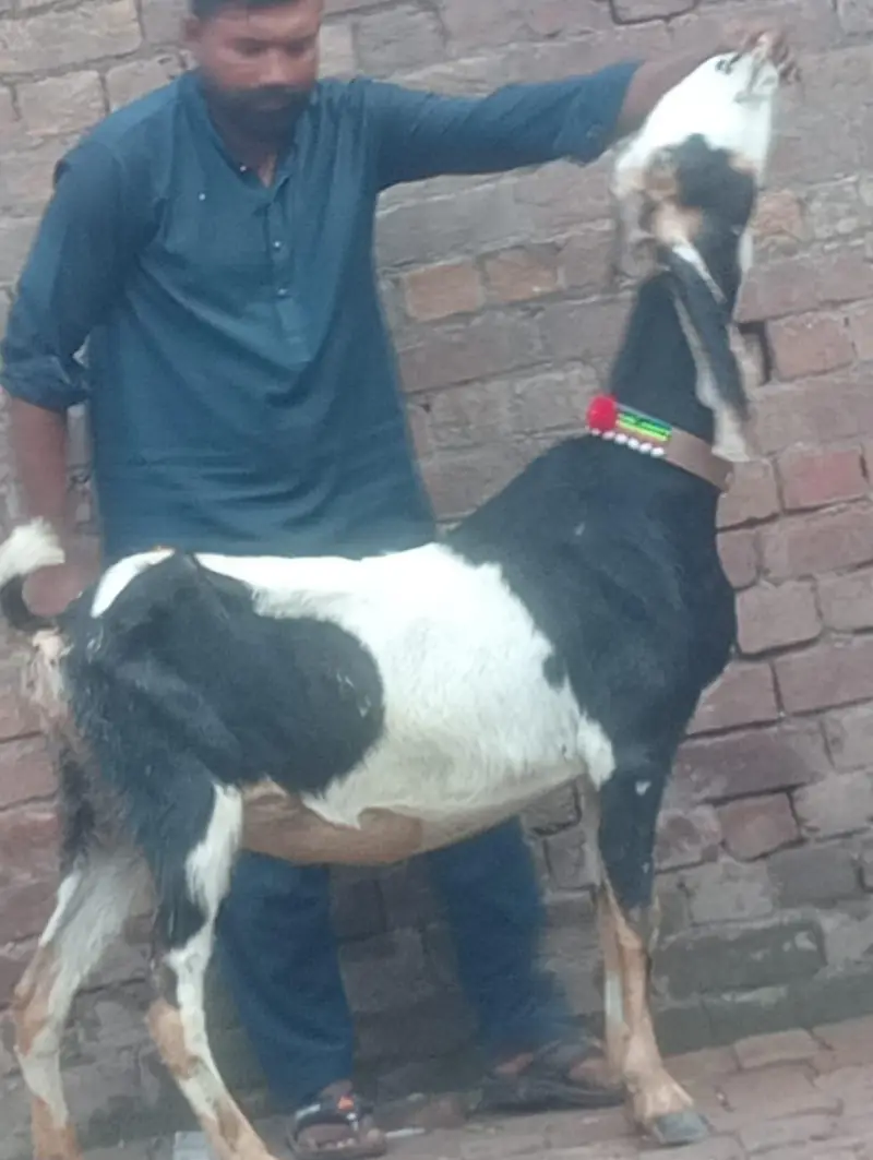 Desi Gabn bakri sale — photo 3