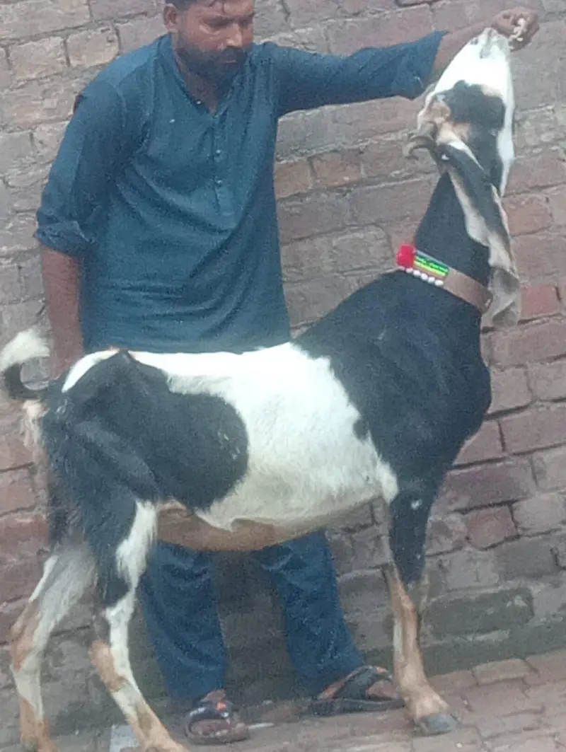 Desi Gabn bakri sale — photo 4