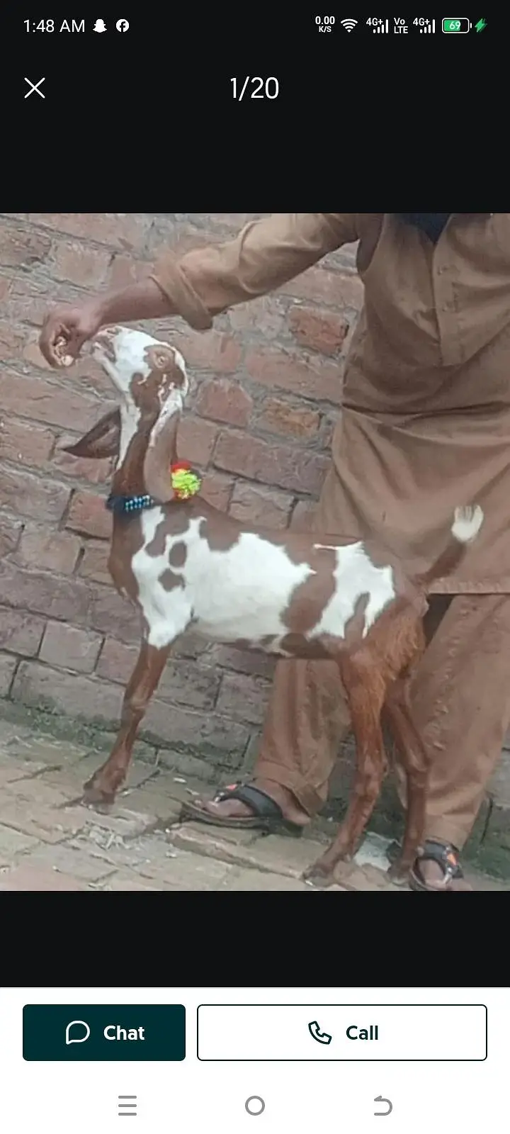Desi Gabn bakri sale — photo 6