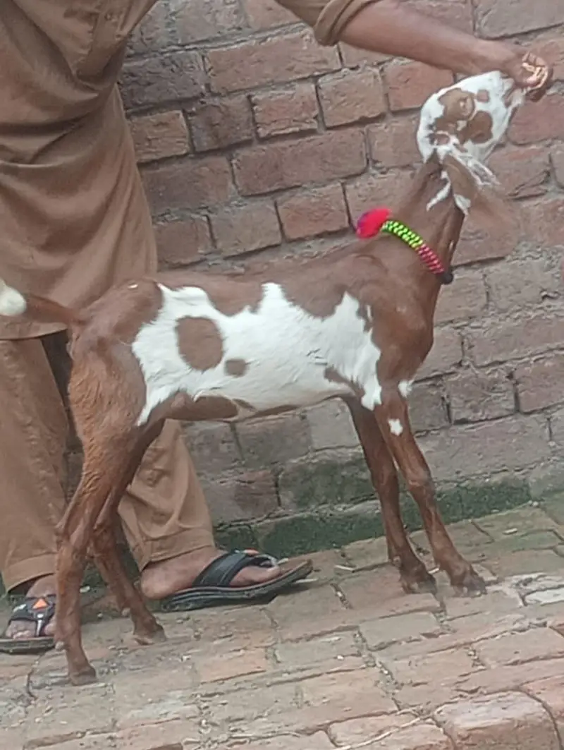 Desi Gabn bakri sale — photo 7