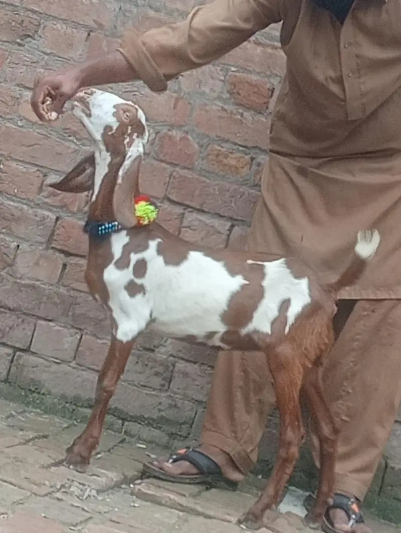 Desi Gabn bakri sale — photo 8