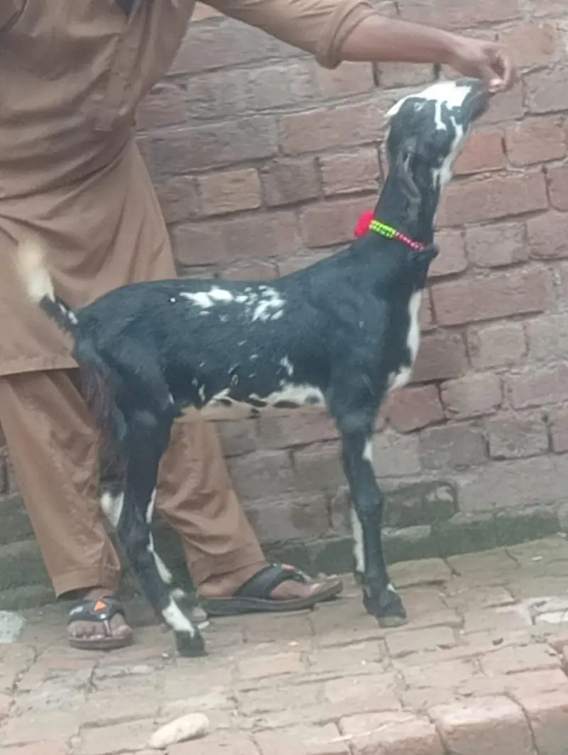 Desi Gabn bakri sale — photo 9