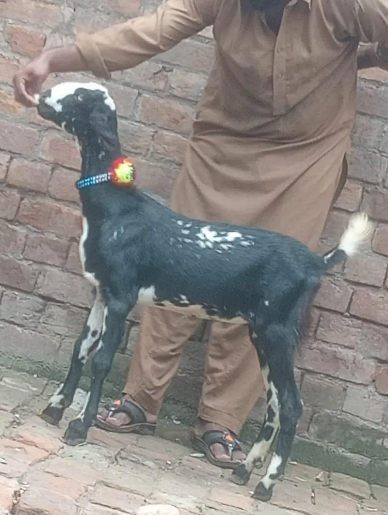 Desi Gabn bakri sale — photo 10