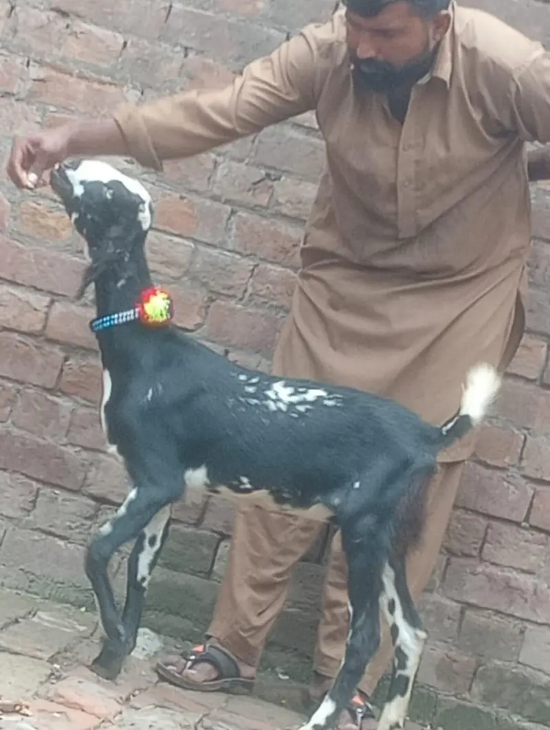Desi Gabn bakri sale — photo 11
