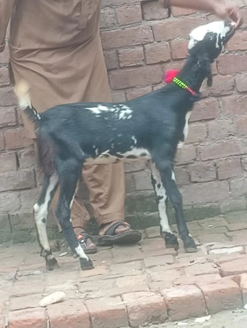 Desi Gabn bakri sale — photo 12