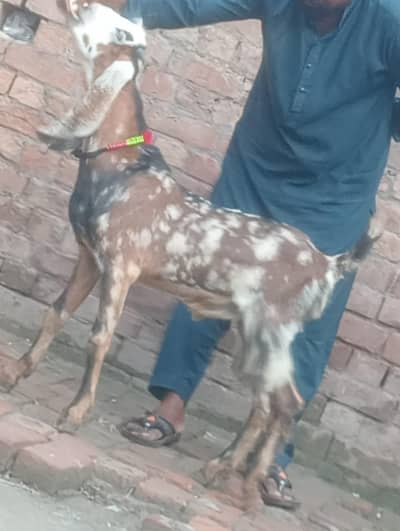 sheera kheera Bakra sale