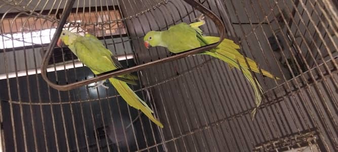 Green Parrot