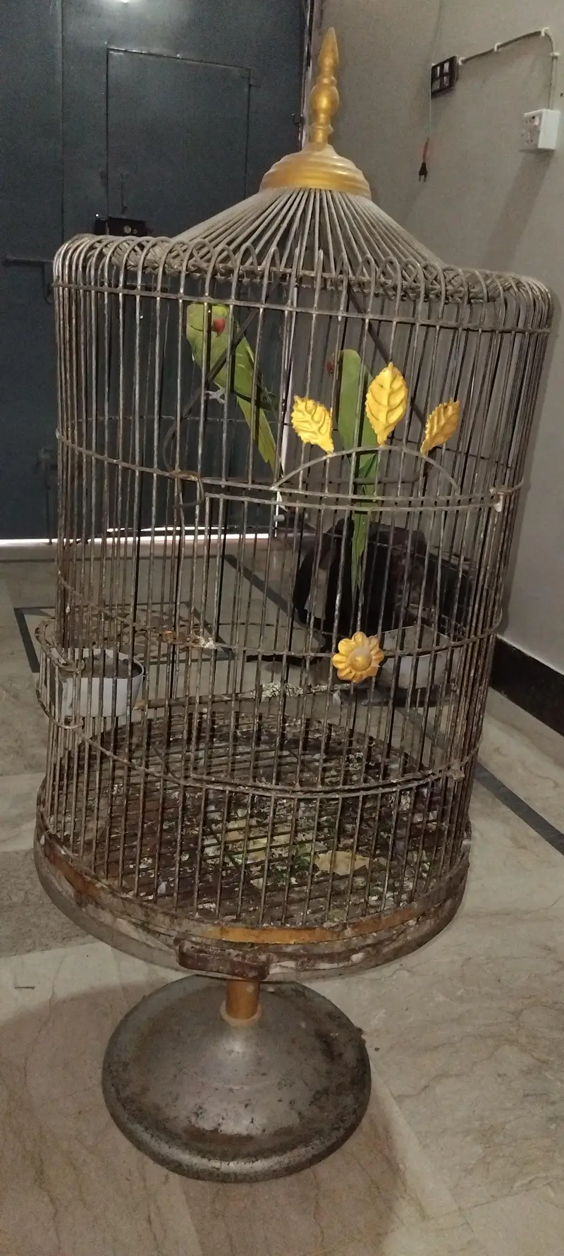  Green Parrot — photo 2