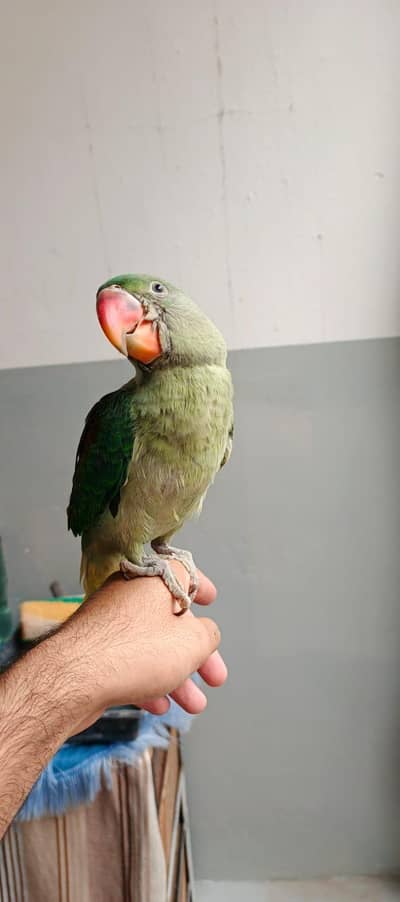 6 months age male