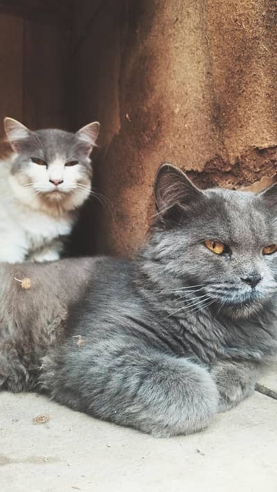 British cats