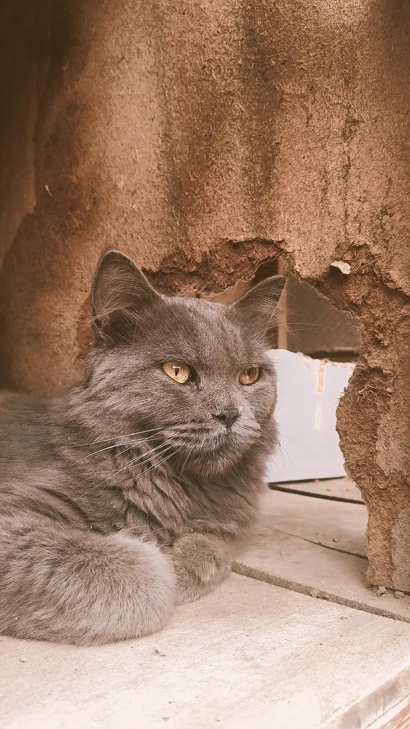 British cats — photo 2