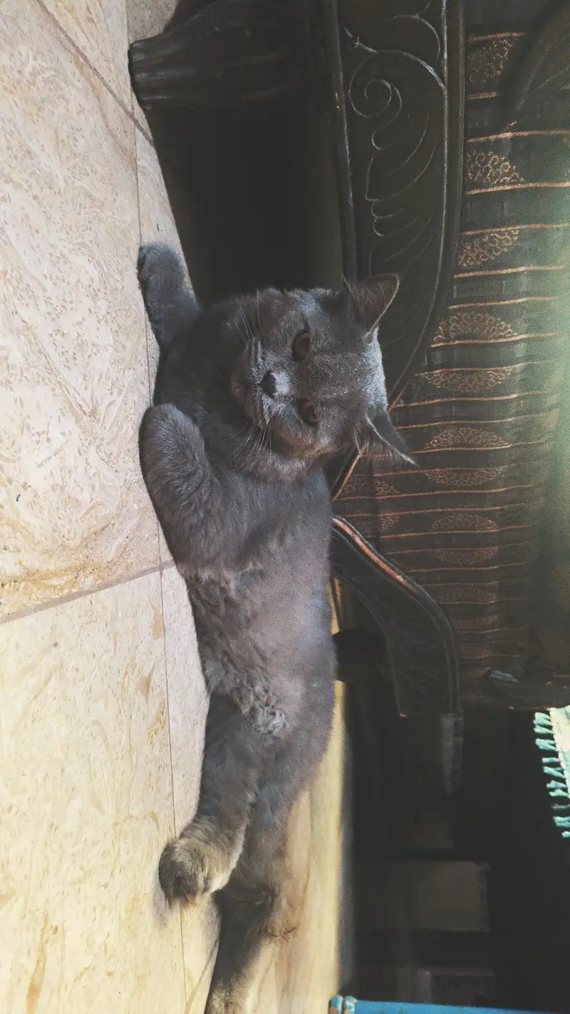 British cats — photo 3