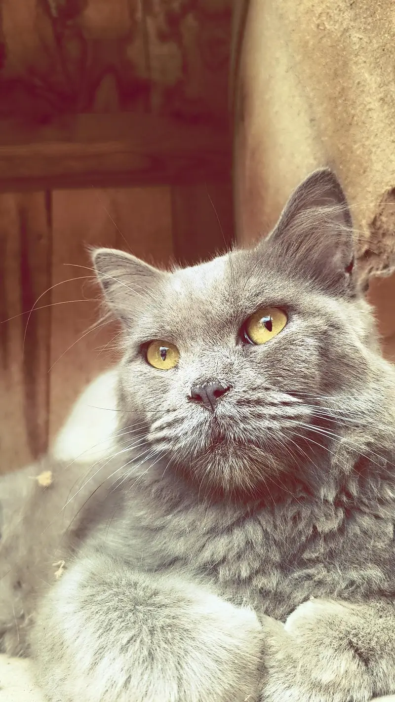 British cats — photo 4