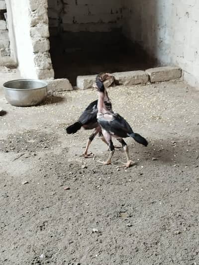 aseel chicks kamalia