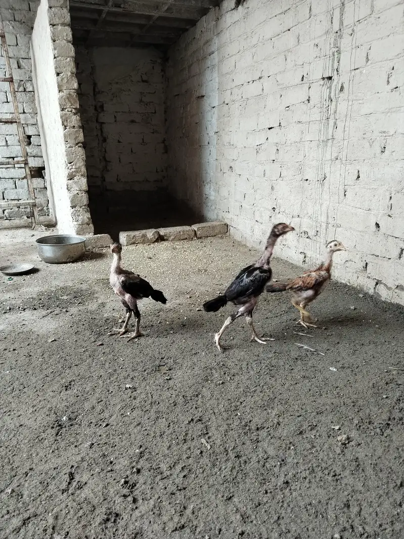 aseel chicks kamalia — photo 2