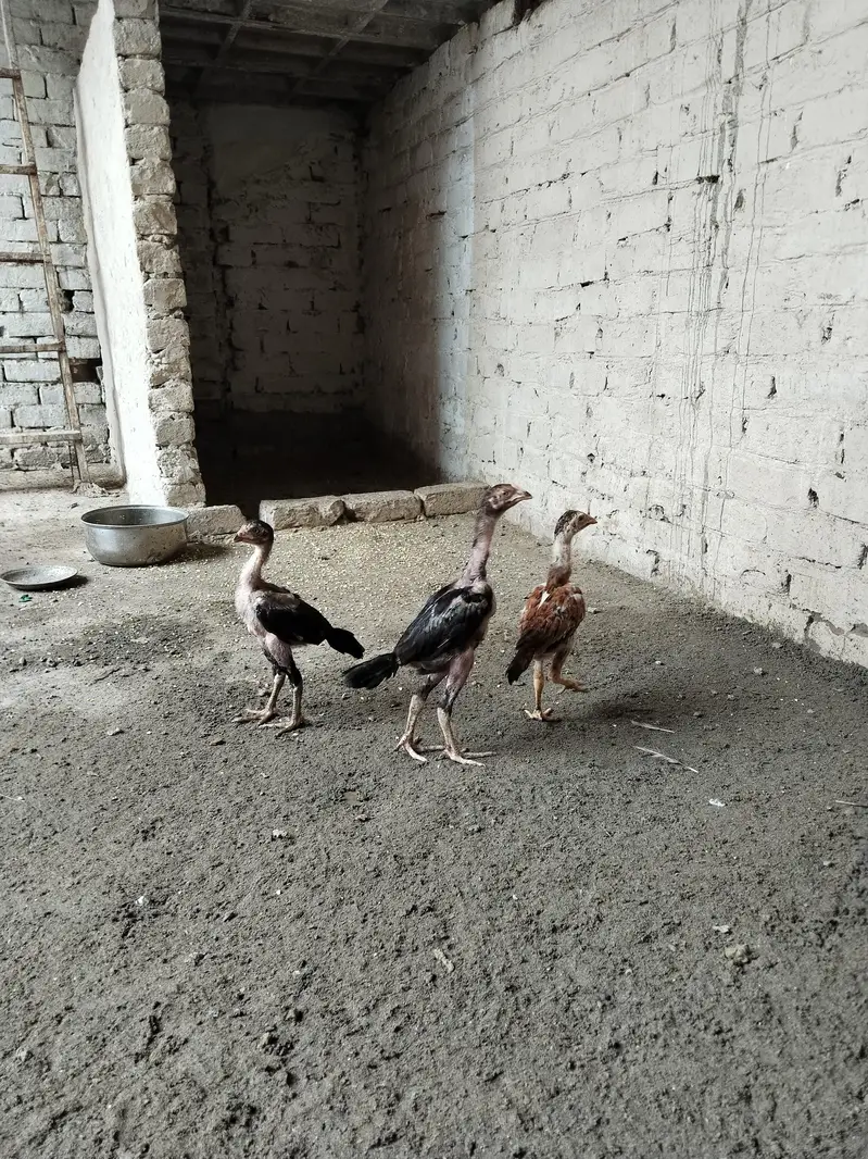 aseel chicks kamalia — photo 3
