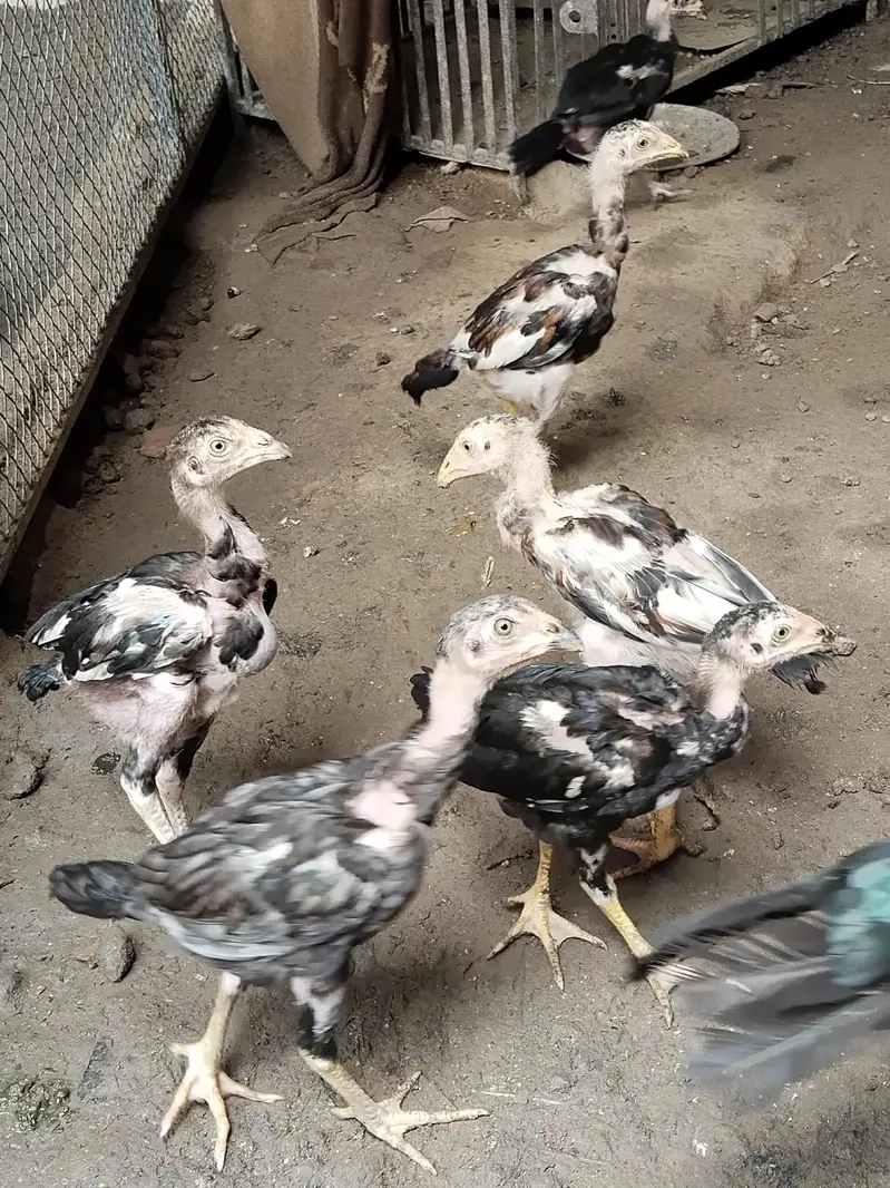aseel chicks kamalia — photo 4
