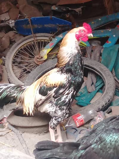 Asslam o alikum murgha for sale