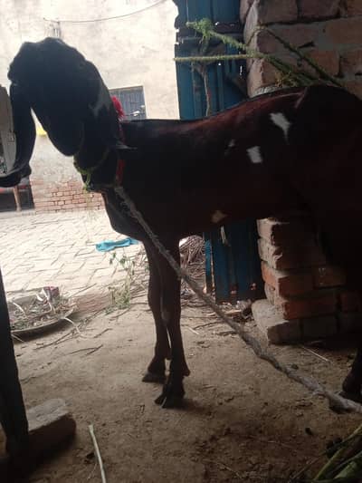 lal pari