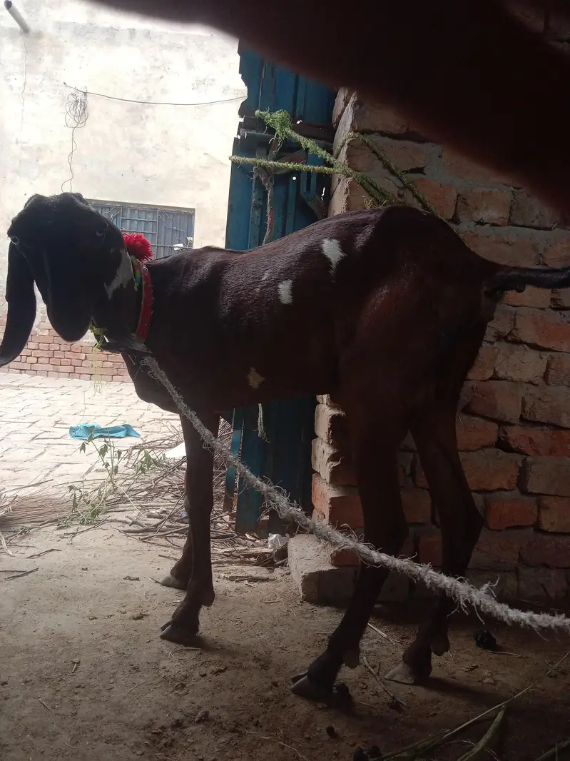 lal pari — photo 2