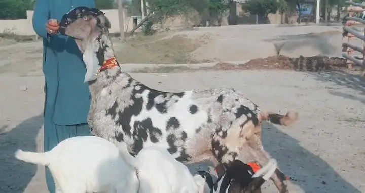 3 Bacchon Ka Sath Desi Bakri For Sale _ 03265448901 — photo 6