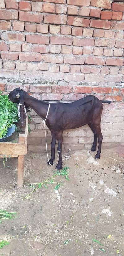Kamori Goat