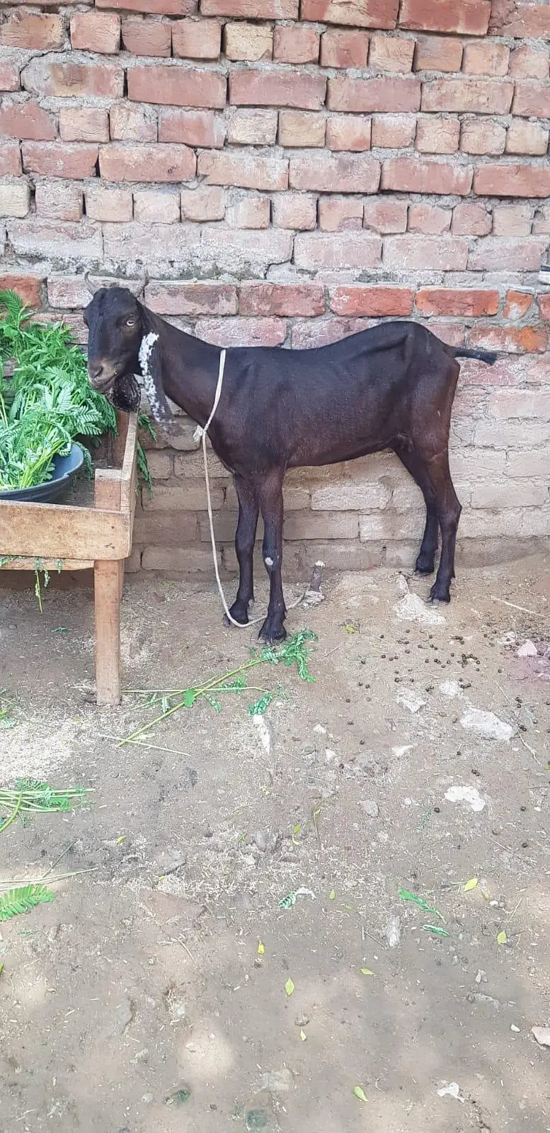 Kamori Goat — photo 2