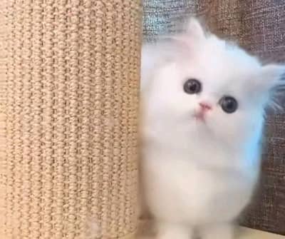 Cats | Persian | kittens |  Blue Eyes | O348O163O63 щatsap^⁠_⁠^