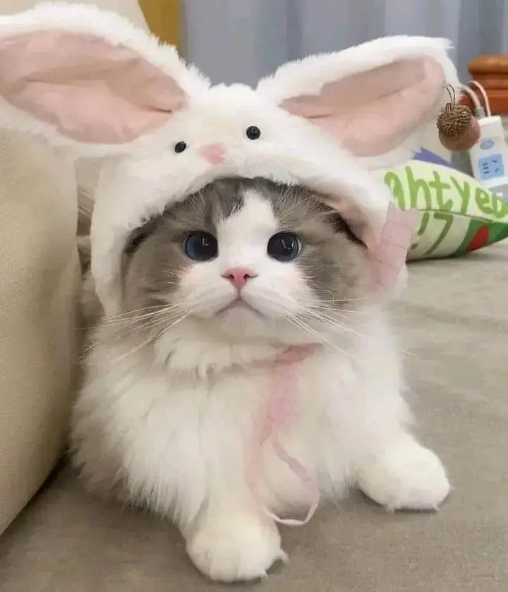 Cats | Persian | kittens |  Blue Eyes | O348O163O63 щatsap^⁠_⁠^ — photo 5