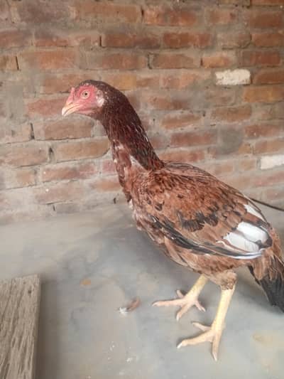 aseel hens male and female for sale
