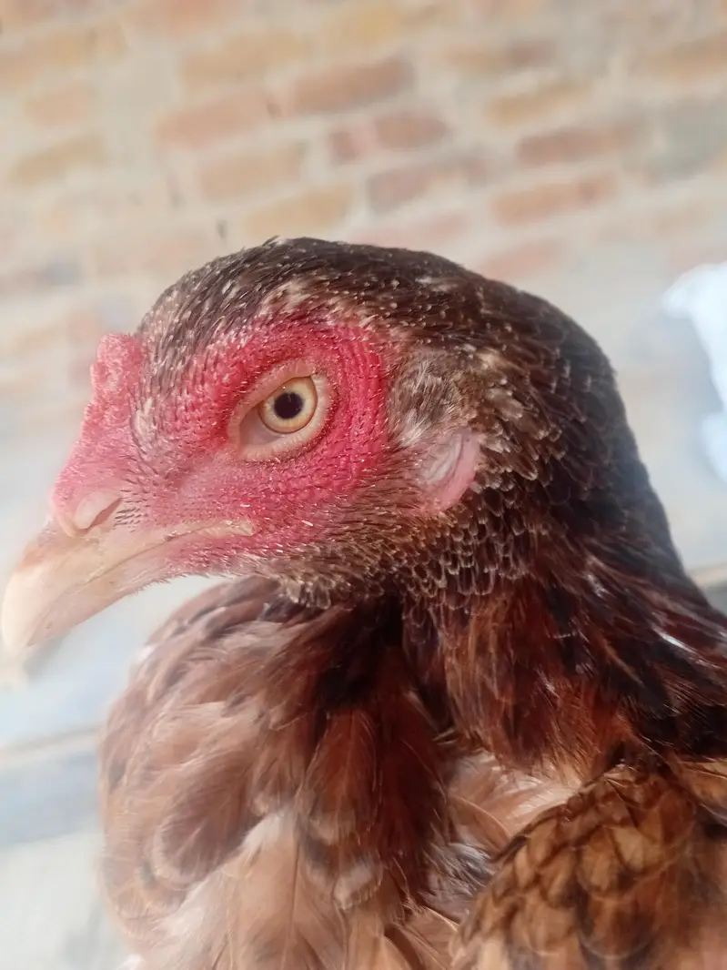 aseel hens male and female for sale — photo 2