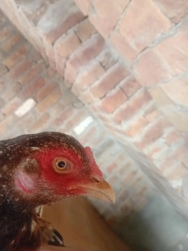 aseel hens male and female for sale — photo 3