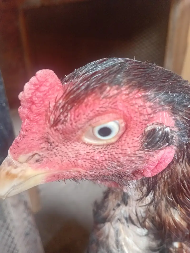 aseel hens male and female for sale — photo 4