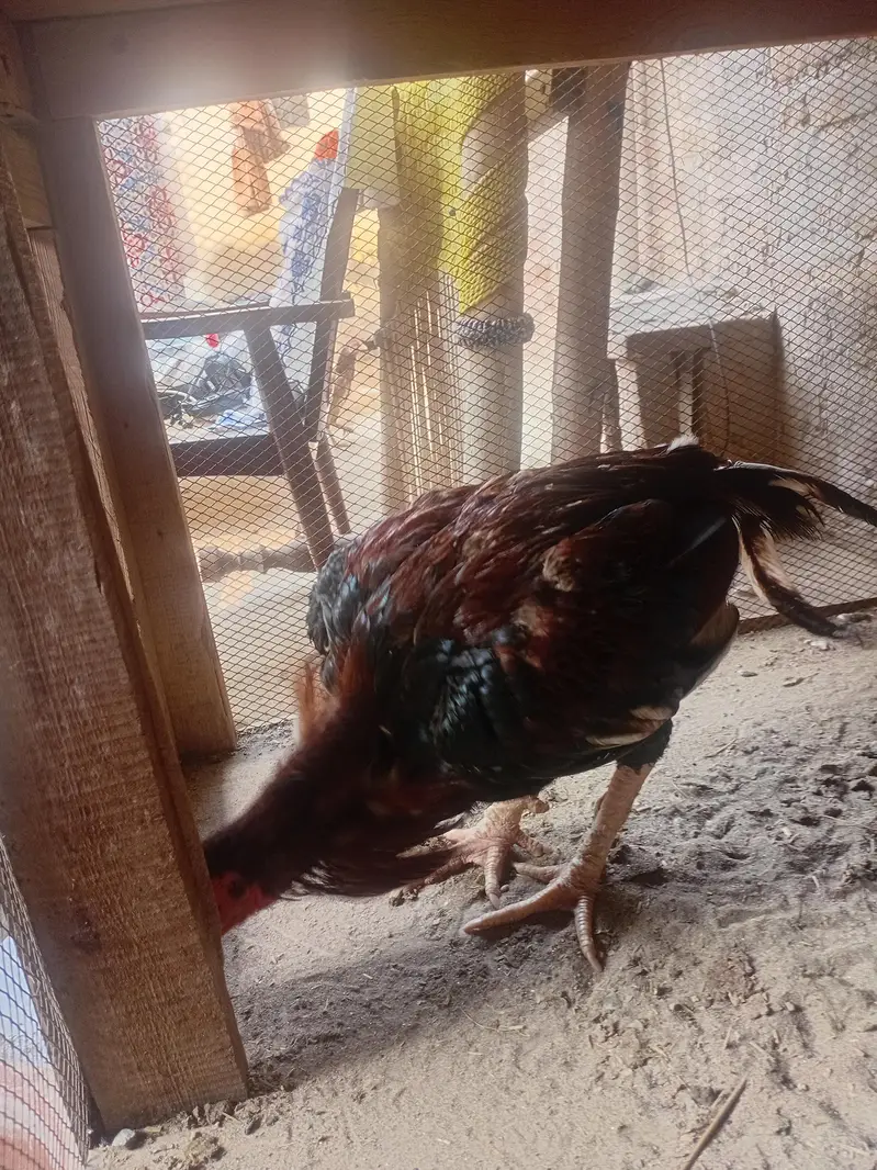 aseel hens male and female for sale — photo 6