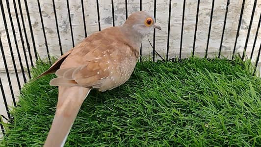 Red Dove Female, `Top Quality