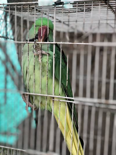 Raw Male for sale