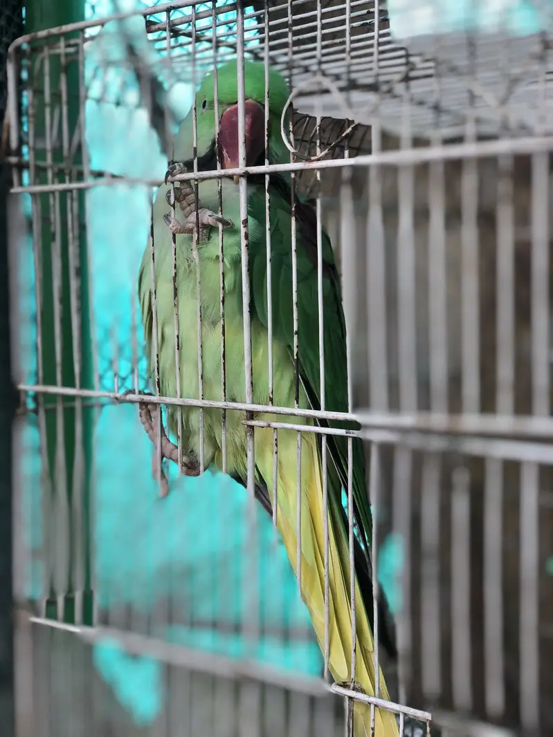Raw Male for sale — photo 2