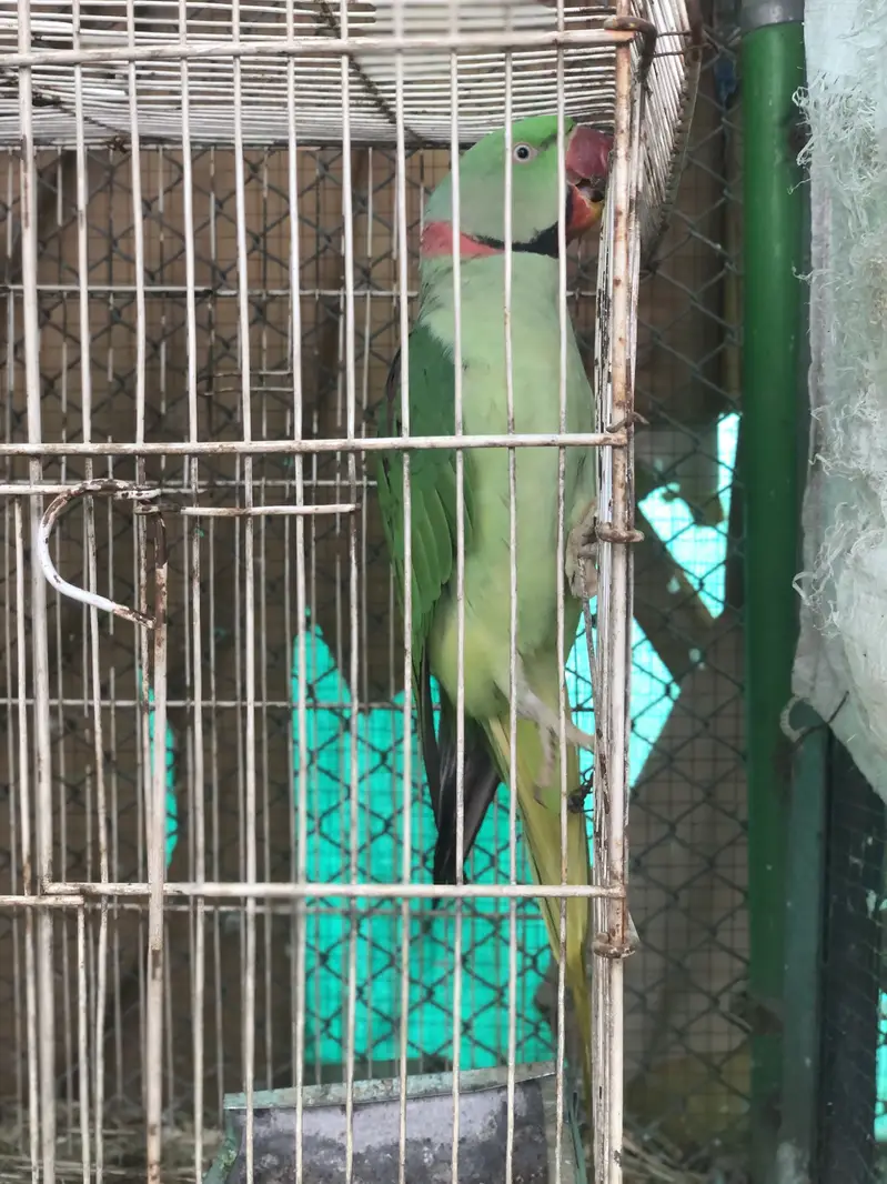 Raw Male for sale — photo 3