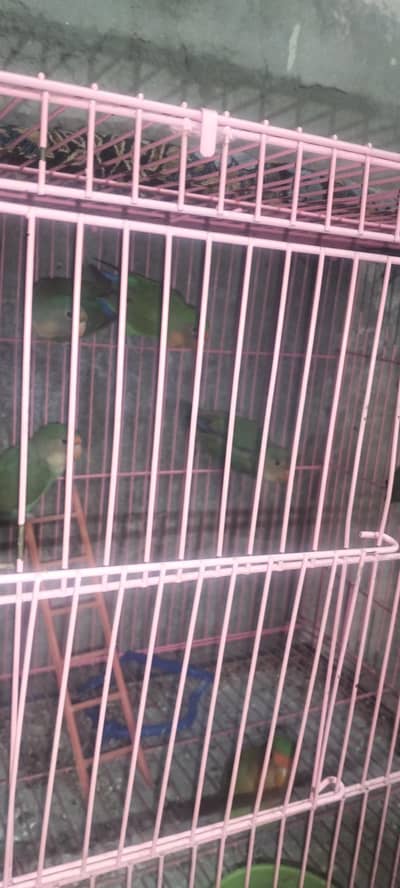 4 pair Love brid